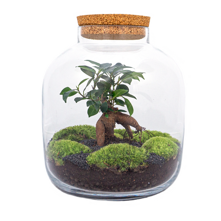Terrarium DIY Kit • Billie • Ecosystem with Ficus Bonsai • ↑ 29 cm
