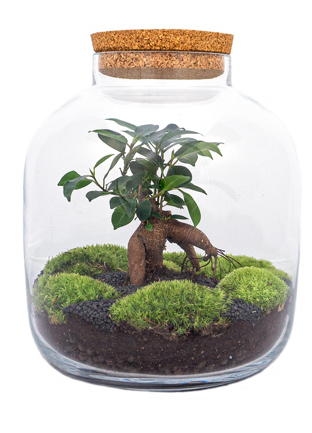 Terrarium DIY Kit • Billie • Ecosystem with Ficus Bonsai • ↑ 29 cm