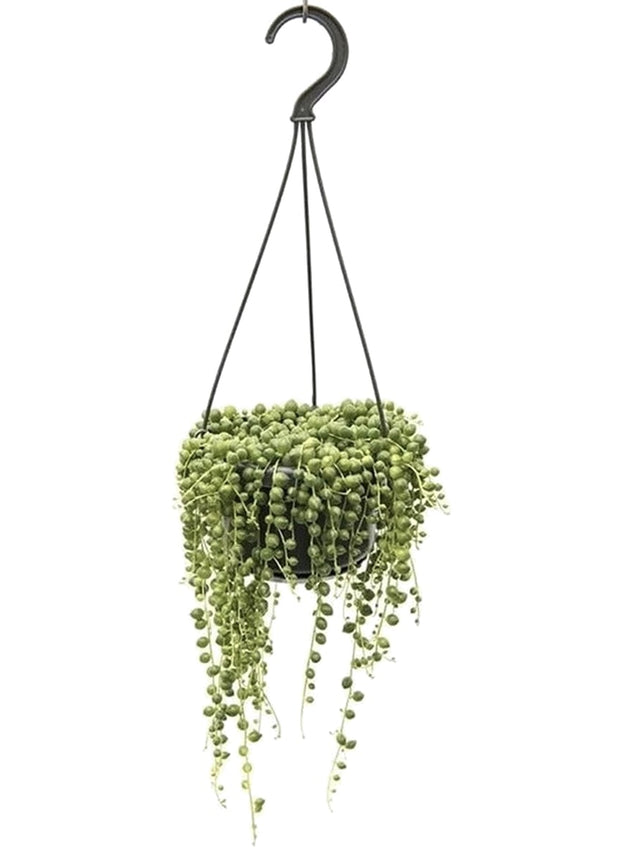 Senecio Rowleyanus 'String of pearls' - ↑ 25-40 cm   - Size Ø 14 cm