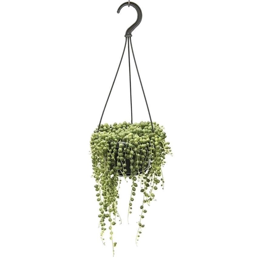 Senecio Rowleyanus 'String of pearls' - ↑ 25-40 cm   - Size Ø 14 cm