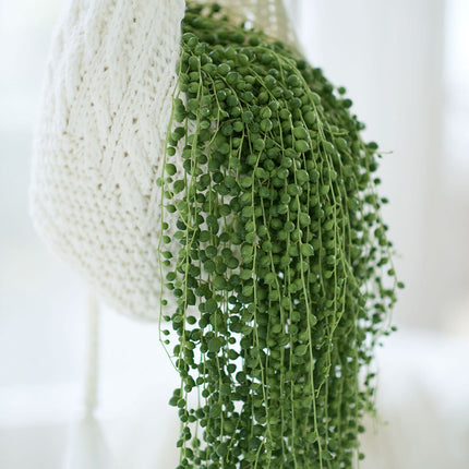 Senecio Rowleyanus 'String of pearls' - ↑ 25-40 cm   - Size Ø 14 cm