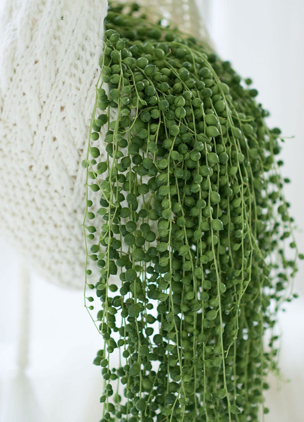 Senecio Rowleyanus 'String of pearls' - ↑ 25-40 cm   - Size Ø 14 cm