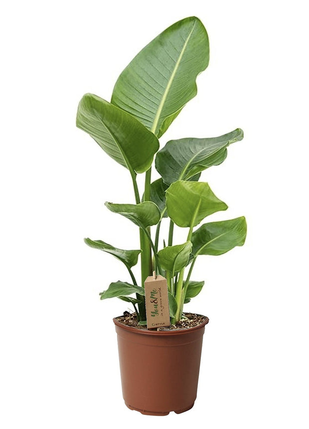 Strelitzia Nicolai - Bird of paradise plant - ↑ 55-70 cm  - Size Ø 17cm