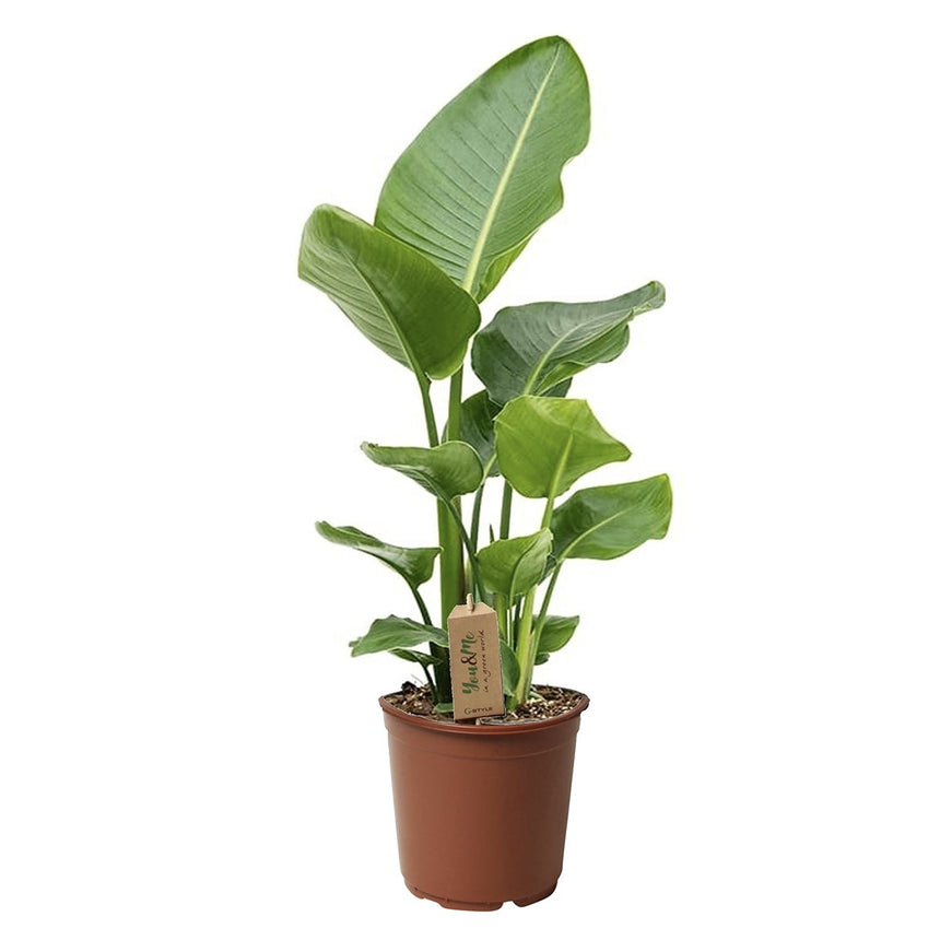 Strelitzia Nicolai - Bird of paradise plant - ↑ 55-70 cm  - Size Ø 17cm