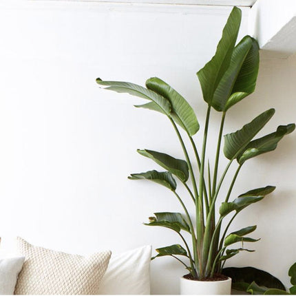 Strelitzia Nicolai - Bird of paradise plant - ↑ 55-70 cm  - Size Ø 17cm