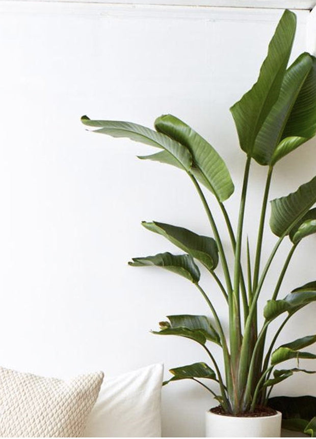 Strelitzia Nicolai - Bird of paradise plant - ↑ 55-70 cm  - Size Ø 17cm