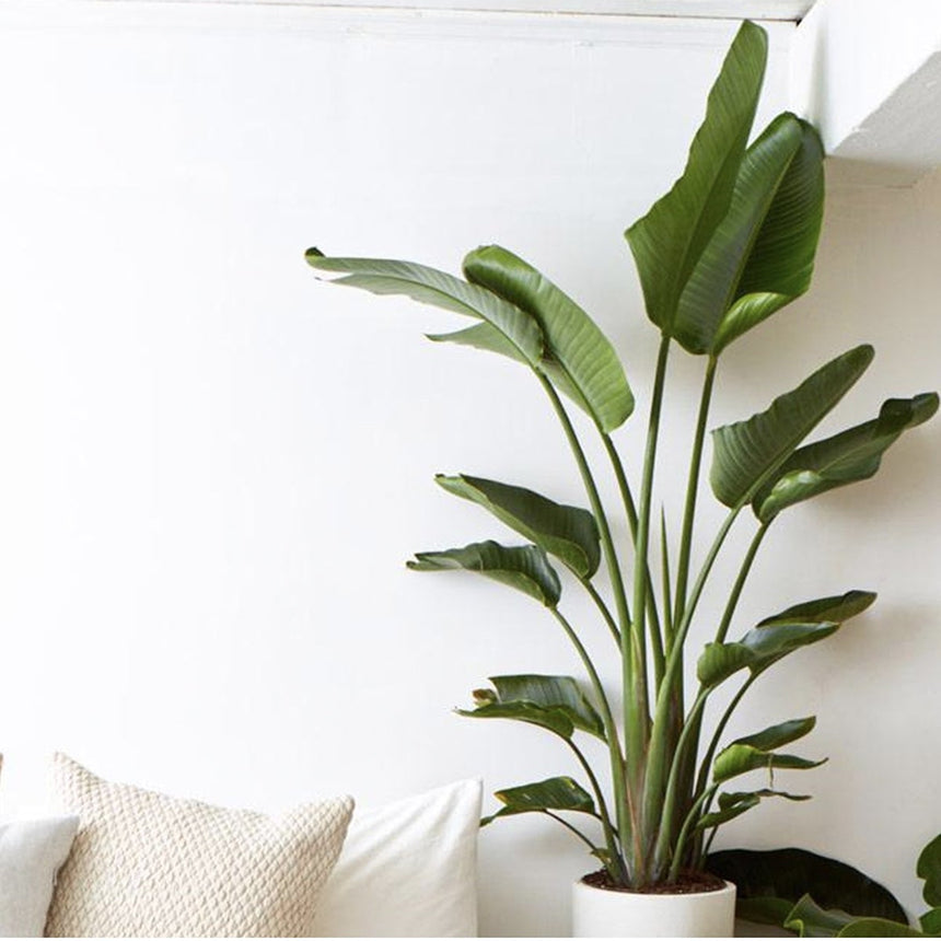 Strelitzia Nicolai - Bird of paradise plant - ↑ 55-70 cm  - Size Ø 17cm