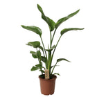 Strelitzia Nicolaii - Bird of paradise plant - ↑ 90-110 cm  - Pot size Ø 21 cm