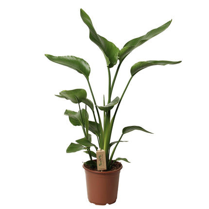Strelitzia Nicolaii - Bird of paradise plant - ↑ 90-110 cm  - Pot size Ø 21 cm