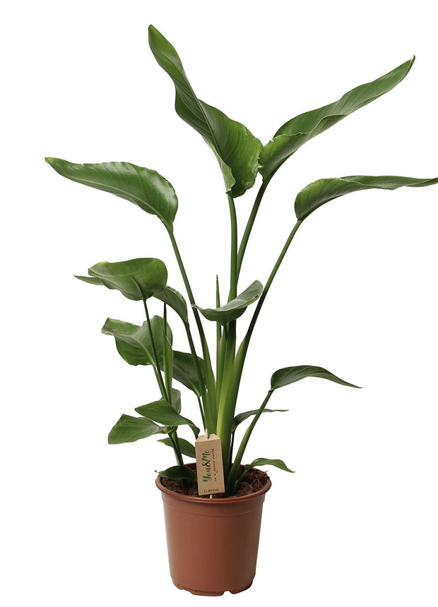 Strelitzia Nicolaii - Bird of paradise plant - ↑ 90-110 cm  - Pot size Ø 21 cm