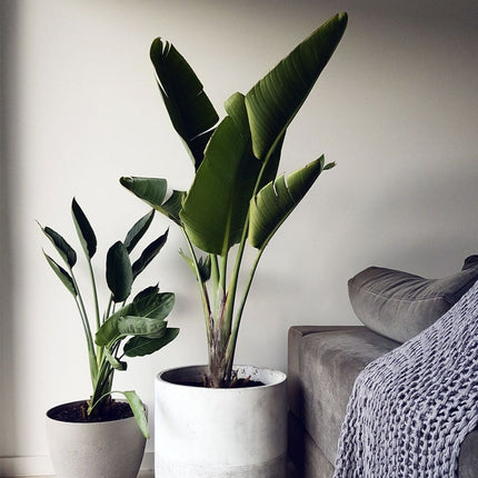 Strelitzia Nicolaii - Bird of paradise plant - ↑ 90-110 cm  - Pot size Ø 21 cm