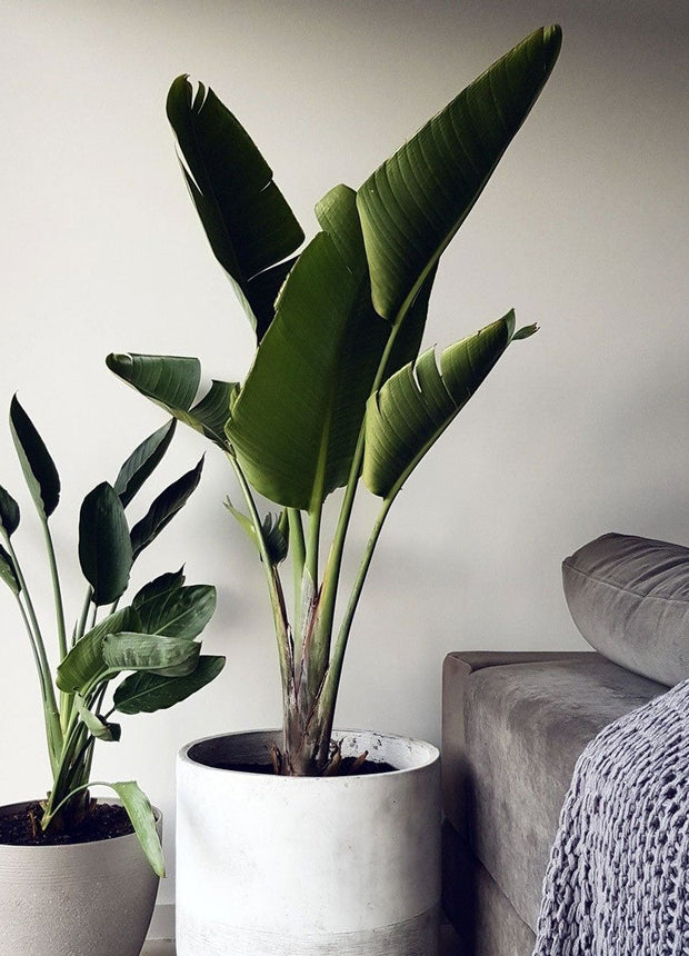 Strelitzia Nicolaii - Bird of paradise plant - ↑ 90-110 cm  - Pot size Ø 21 cm