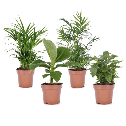 Trendy urban jungle mix - Set of 4 indoor plants