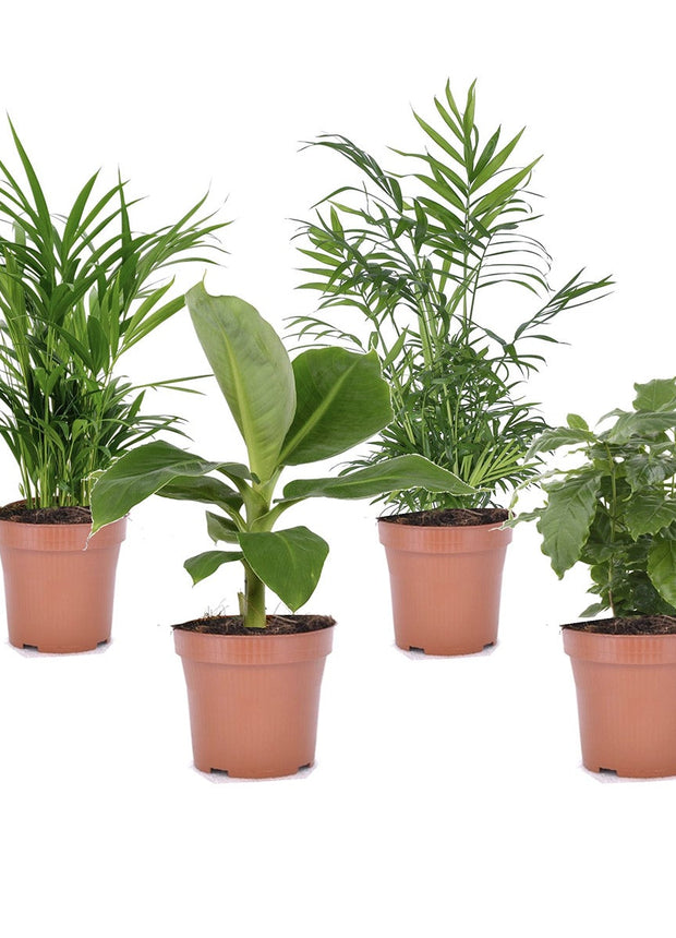 Trendy urban jungle mix - Set of 4 indoor plants