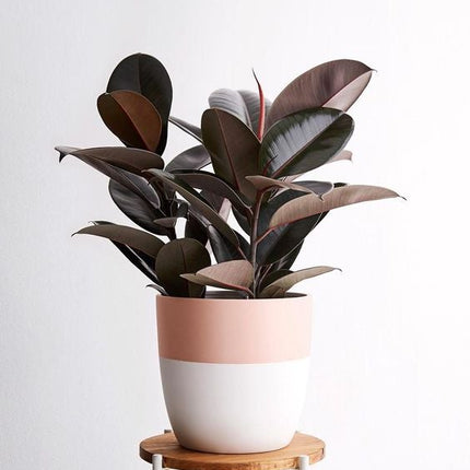 Ficus Elastica ‘Abidjan’ XL - ↑ 80-100 cm  - Size Ø 24 cm