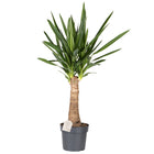 Yucca ‘Elephantipes’ - palm - ↑ 70-80 cm - Size Ø 19 cm