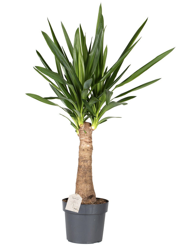Yucca ‘Elephantipes’ - palm - ↑ 70-80 cm - Size Ø 19 cm