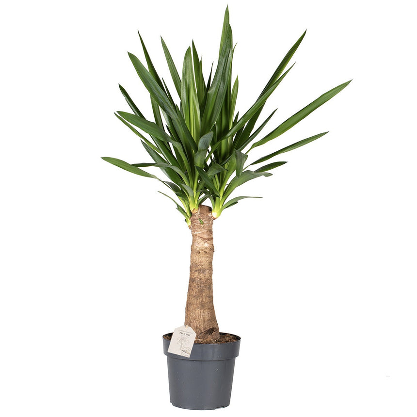 Yucca ‘Elephantipes’ - palm - ↑ 70-80 cm - Size Ø 19 cm