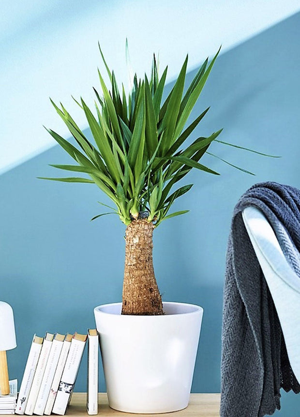 Yucca ‘Elephantipes’ - palm - ↑ 70-80 cm - Size Ø 19 cm