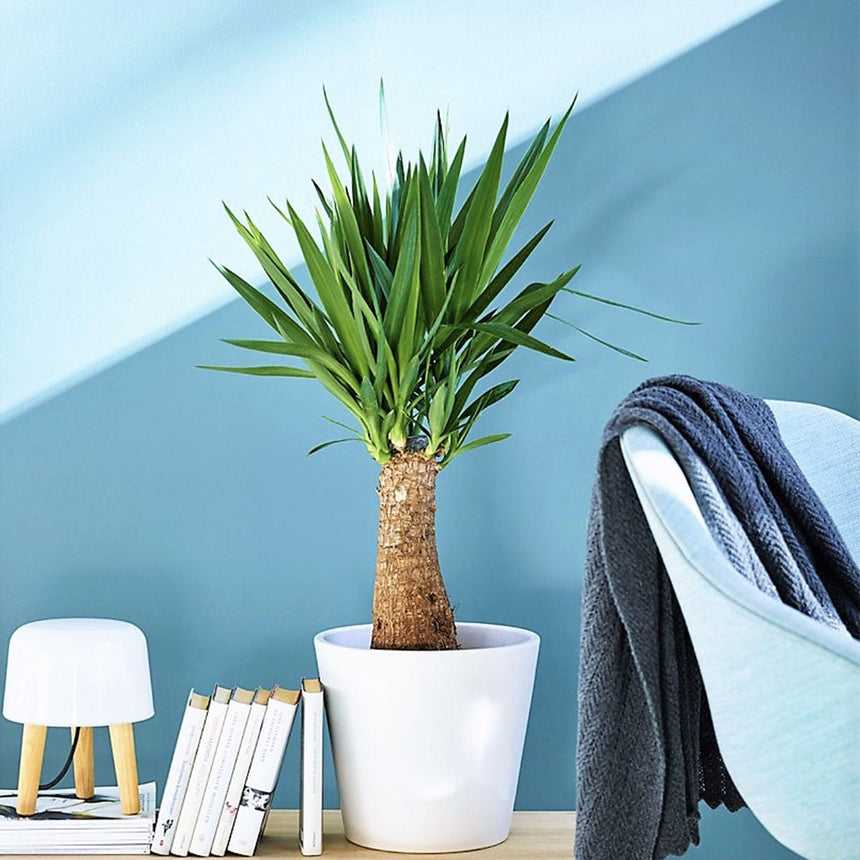 Yucca ‘Elephantipes’ - palm - ↑ 70-80 cm - Size Ø 19 cm