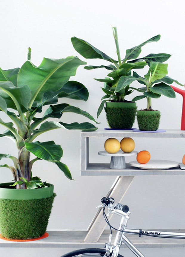 Banana plant - Tropical Houseplant - ↑ 25 - 40 cm  - Size Ø 12 cm