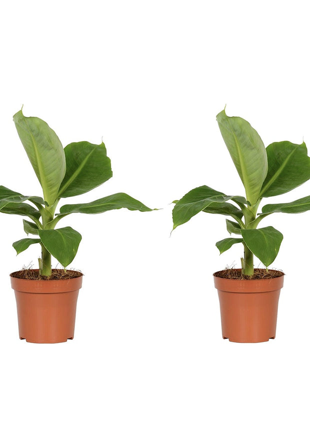 Banana plant - Tropical Houseplant - ↑ 25 - 40 cm  - Size Ø 12 cm