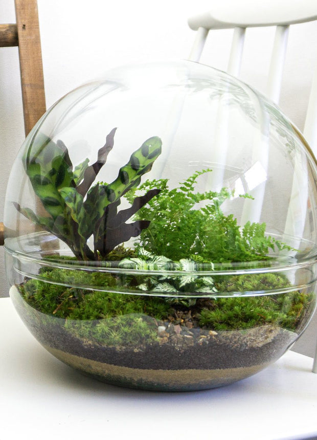 Biodome - Een uniek mini ecosysteem met planten in glazen bol. 