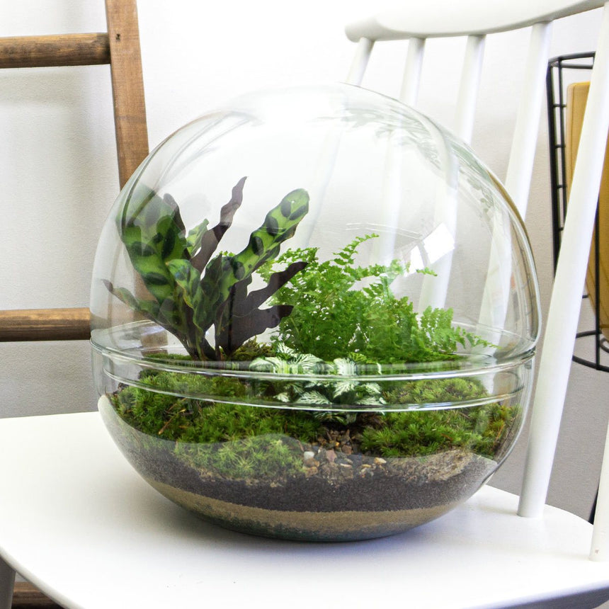 Biodome - Een uniek mini ecosysteem met planten in glazen bol. 