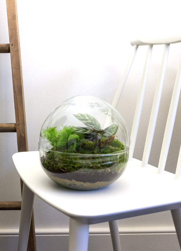 20 cm hoog rond terrarium. Glazen mini ecosysteem in bol met planten