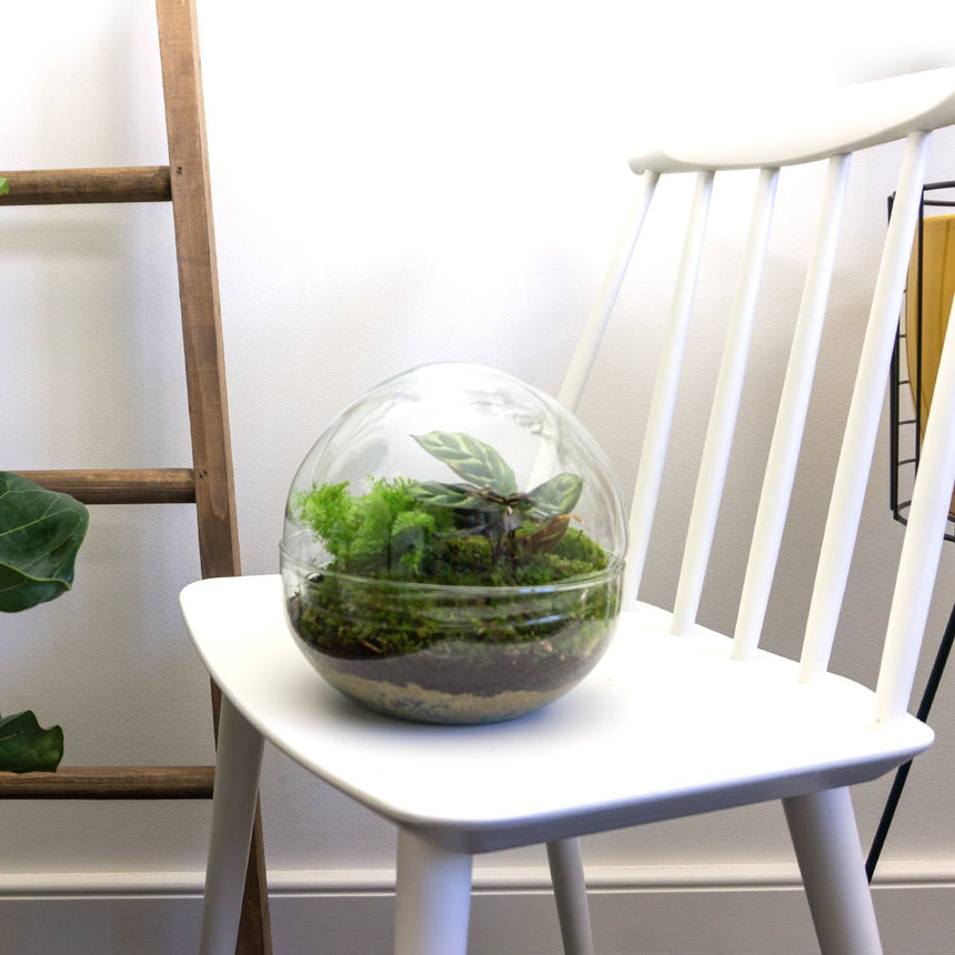 20 cm hoog rond terrarium. Glazen mini ecosysteem in bol met planten