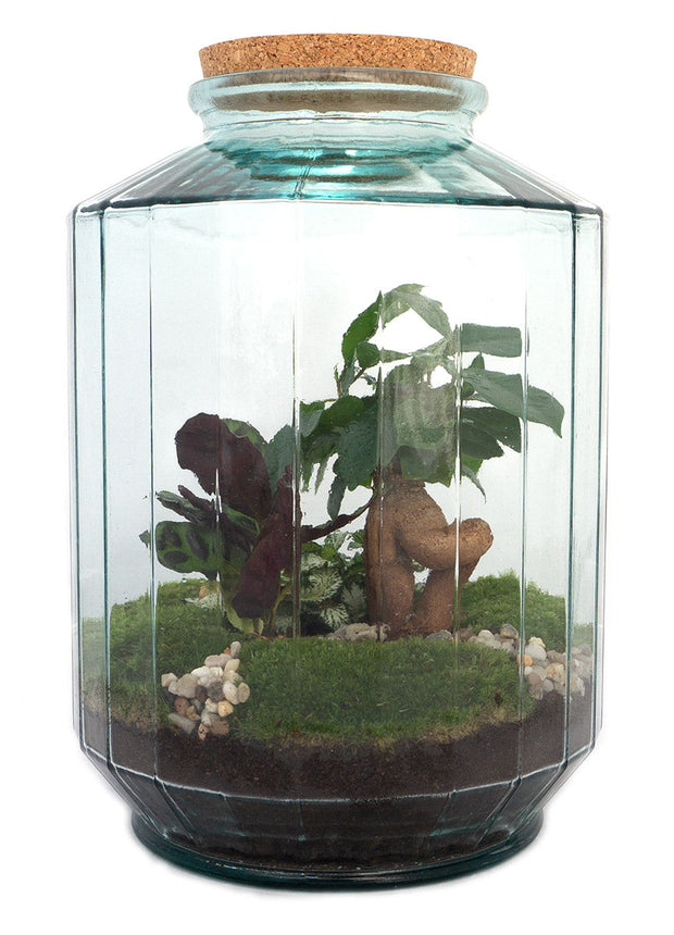 Terrarium DIY Kit • Botanical Garden XL • Ecosystem with plants • ↑ 35 cm