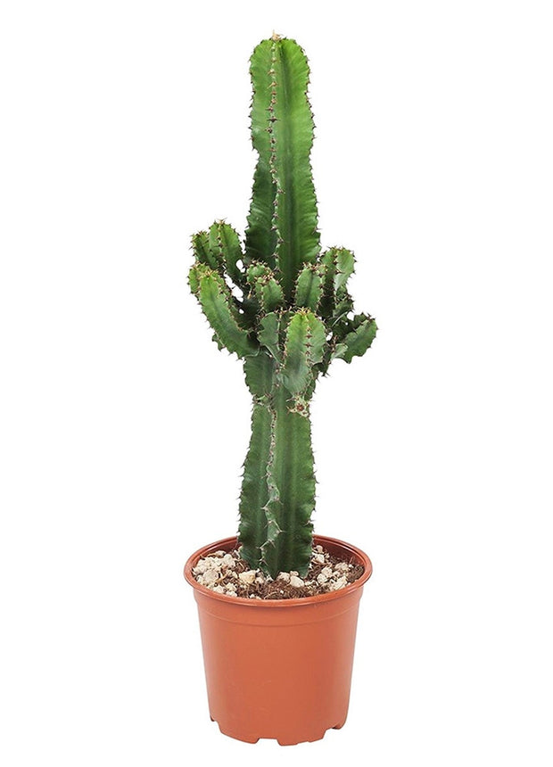 Cool Euphorbia Cowboy-cactus - ↑ 50-60 cm  - Size Ø 17 cm