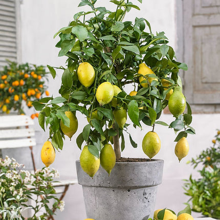 Citrus Limon tree - ↑ 60-70 cm - Size Ø 19 cm
