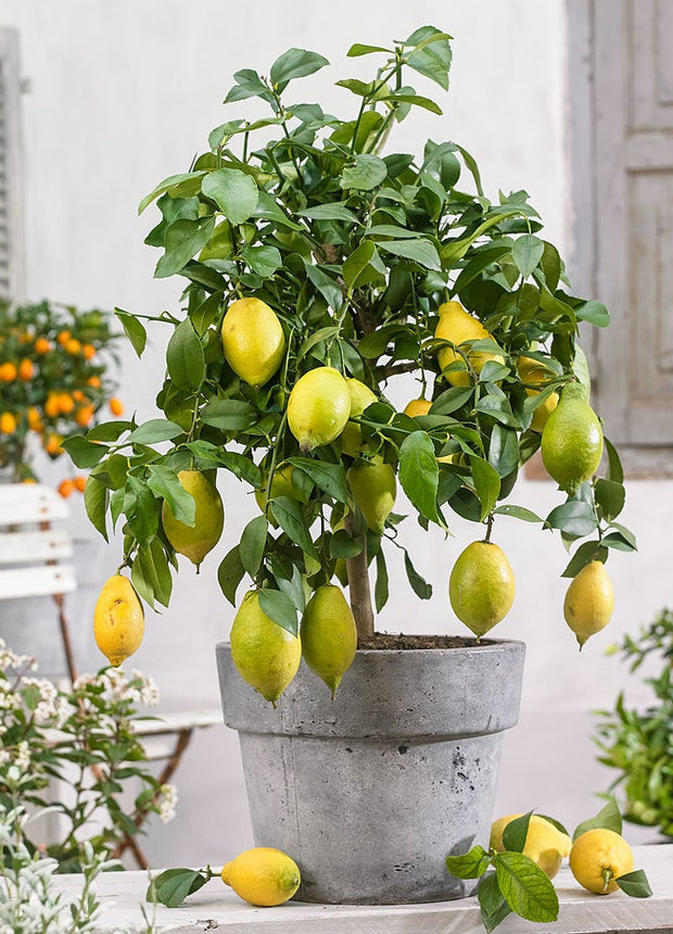 Citrus Limon tree - ↑ 60-70 cm - Size Ø 19 cm