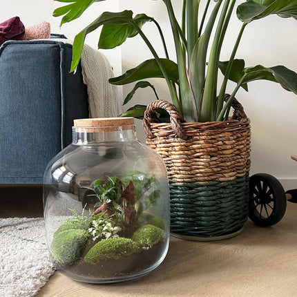 Terrarium DIY Kit • Big Botan XL • Ecosystem with plants • ↑ 40 cm