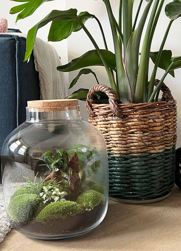 Terrarium DIY Kit • Big Botan XL • Ecosystem with plants • ↑ 40 cm