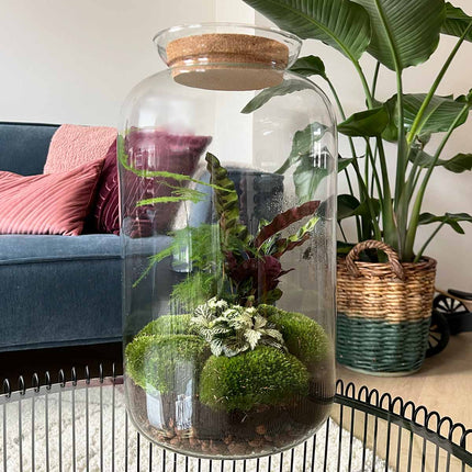 Terrarium DIY Kit • Botanical Sven XL • Ecosystem with plants • ↑ 43 cm