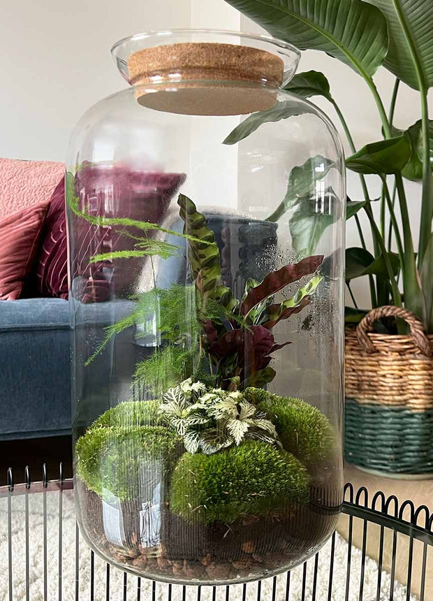Terrarium DIY Kit • Botanical Sven XL • Ecosystem with plants • ↑ 43 cm