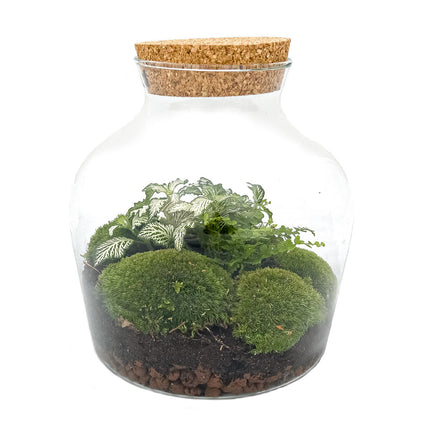 Terrarium DIY Kit • Little Joe • Ecosystem with plants • ↑ 21.5 cm