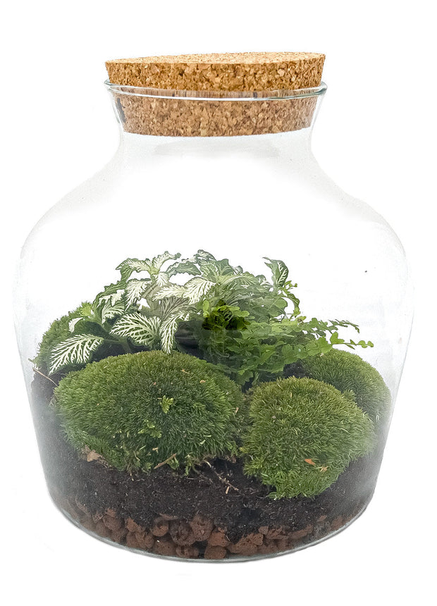 Terrarium DIY Kit • Little Joe • Ecosystem with plants • ↑ 21.5 cm