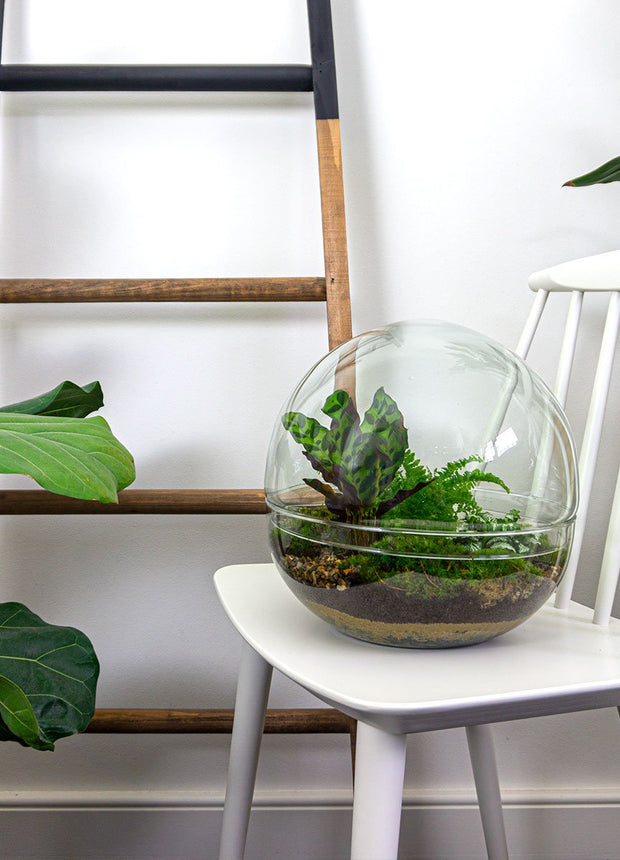 Dome Ecosysteem met planten. Groot rond terrarium voor thuis