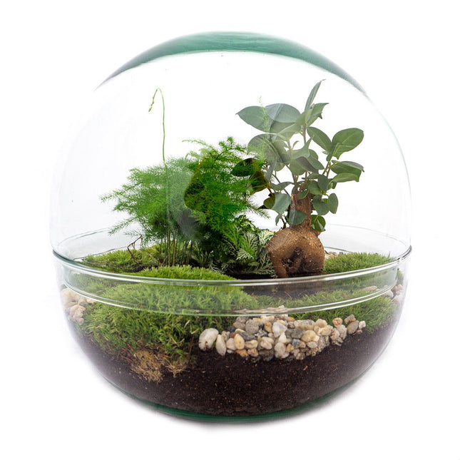Terrarium DIY Kit • Dome XL Ficus Ginseng bonsai • Ecosystem with plants • ↑ 28 cm