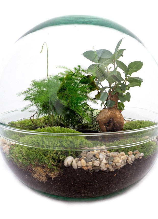 Terrarium DIY Kit • Dome XL Ficus Ginseng bonsai • Ecosystem with plants • ↑ 28 cm