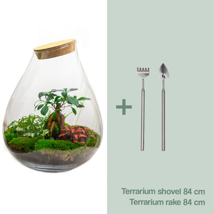 Terrarium DIY Kit • Drop XL with Ficus Ginseng bonsai • Ecosystem with plants • ↑ 37 cm