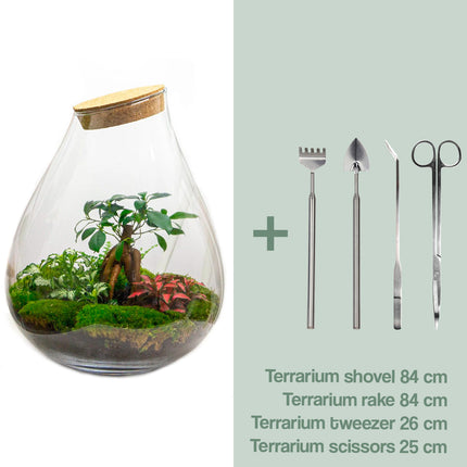 Terrarium DIY Kit • Drop XL with Ficus Ginseng bonsai • Ecosystem with plants • ↑ 37 cm