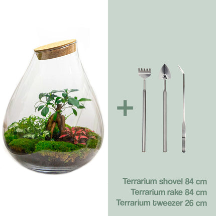 Terrarium DIY Kit • Drop XL with Ficus Ginseng bonsai • Ecosystem with plants • ↑ 37 cm