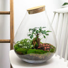 Terrarium DIY Kit • Drop XL with Ficus Ginseng bonsai • Ecosystem with plants • ↑ 37 cm