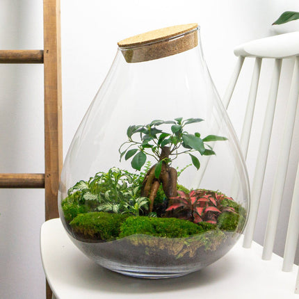 Terrarium DIY Kit • Drop XL with Ficus Ginseng bonsai • Ecosystem with plants • ↑ 37 cm