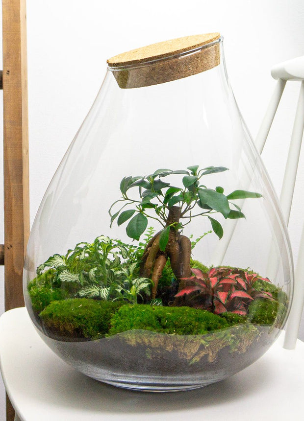 Terrarium DIY Kit • Drop XL with Ficus Ginseng bonsai • Ecosystem with plants • ↑ 37 cm