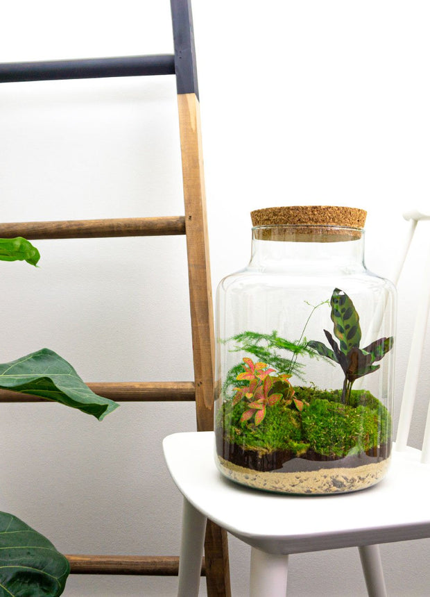 Melkbus met planten. DIY terrarium kit om thuis via stappenplan een ecosysteem te maken.